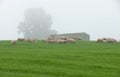 Sheep grazing on a green meadow Royalty Free Stock Photo