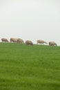 Sheep grazing on a green meadow Royalty Free Stock Photo