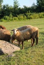 Sheep Grazing on Green Meadow at Sunset. Flock of Sheep Resting on Green Meadow at Dusk Royalty Free Stock Photo