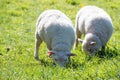 Sheep grazing on green meadow Royalty Free Stock Photo