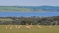 Sheep grazing on a green meadow, water, land and sky with contrast Royalty Free Stock Photo