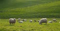 Sheep grazing in the green meadows of Euskadi