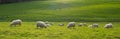 Sheep grazing in the green meadows of Euskadi