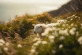 Sheep grazing in green pastures. Adult sheep feeding in green Irish meadows. Generative AI Royalty Free Stock Photo