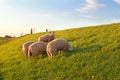 Sheep grazing on green spring pasture Royalty Free Stock Photo