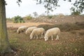 Sheep grazing in Hatertse Vennen, Netherlands Royalty Free Stock Photo