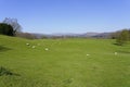 Sheep grazing in the hazy spring sunshine in Ambleside Royalty Free Stock Photo