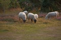 Sheep grazing in a heather meadow during sunset in Rebild National Park, Denmark. A flock of woolly lambs walking and Royalty Free Stock Photo