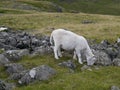 Sheep grazing among heavy rocks