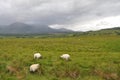 Sheep grazing in the Highlands