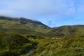 Sheep Grazing in the Highlands of Scotland