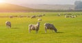 Sheep grazing on a hill in central otago, New Zealand. Sheep farming in Otago region of New Zealand. Popular view of south island