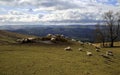 Sheep grazing on a hillock and mountain side of the beautiful Vale of Clwyd Flintshire North Wales Royalty Free Stock Photo