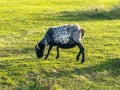 Sheep grazing on the hills of Achill Island