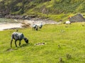 Sheep grazing on the hills of Achill Island