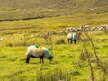 Sheep grazing on the hills of Achill Island