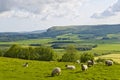 Sheep grazing on hillside