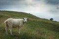 Sheep grazing on a hillside Royalty Free Stock Photo