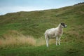 Sheep grazing on a hillside Royalty Free Stock Photo