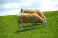 Sheep Grazing on the Hillside Royalty Free Stock Photo