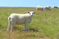 Sheep grazing on a hillside Royalty Free Stock Photo