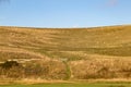 A Rural South Downs Landscape with Sheep on a Hillside Royalty Free Stock Photo