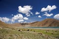 Sheep grazing in Himalaya near lake Royalty Free Stock Photo