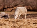 Sheep grazing in Hopewell, Pennsylvania Royalty Free Stock Photo