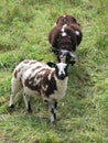 Sheep grazing in Kerkrade in Netherland