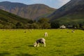 Sheep grazing in the Lake District Royalty Free Stock Photo