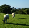 Sheep grazing, Lancaster Castle & Priory, UK