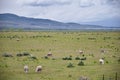 Sheep grazing in Landscape stormy panorama view from the border of Utah and Idaho from Interstate 84, I-84, view of rural farming, Royalty Free Stock Photo