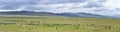 Sheep grazing in Landscape stormy panorama view from the border of Utah and Idaho from Interstate 84, I-84, view of rural farming, Royalty Free Stock Photo