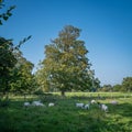 Sheep grazing on long grass in a field Royalty Free Stock Photo
