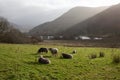 Sheep grazing at Loweswater Lake in The Lake District, Cumbria in the UK Royalty Free Stock Photo