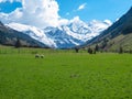 Grossglockner - Sheep grazing on lush green alpine meadow with panoramic view of snow covered mountain peaks of High Tauern Royalty Free Stock Photo