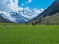 Grossglockner - Sheep grazing on lush green alpine meadow with panoramic view of snow covered mountain peaks of High Tauern Royalty Free Stock Photo