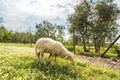 Sheep grazing on the meadow in front of the house. Royalty Free Stock Photo
