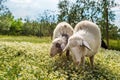 Sheep grazing on the meadow Royalty Free Stock Photo