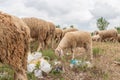 Sheep grazing in a meadow full of garbage. Concept of environmental pollution, danger to animals