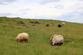 Sheep grazing in a meadow in the Heimaey Island, Vestmannaeyjar-Westman Islands-Iceland Royalty Free Stock Photo