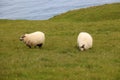 Sheep grazing in a meadow in the Heimaey Island, Vestmannaeyjar-Westman Islands-Iceland Royalty Free Stock Photo