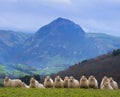 Sheep grazing in a meadow with Mount Txindoki in the background, Gipuzkoa, Euskadi
