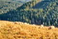 Sheep grazing in a meadow in the mountains in autumn colors Royalty Free Stock Photo