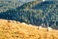 Sheep grazing in a meadow in the mountains in autumn colors Royalty Free Stock Photo