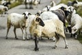 Sheep grazing in meadows in the Durmitor Mountains in Montenegro Royalty Free Stock Photo