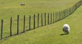 Sheep grazing in the meadows of euskadi