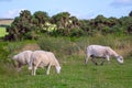 Sheep grazing in the meadows of the northern coast of Devonshire