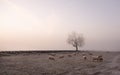 Sheep grazing on a misty frosty morning. Royalty Free Stock Photo