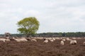 Sheep grazing in moorland Royalty Free Stock Photo